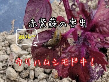【注意】赤紫蘇が壊滅的状態に・・・その名も、ウリハムシモドキ！